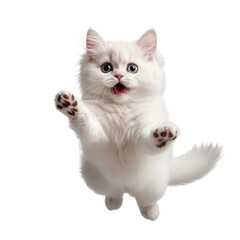 White kitten jumping on transparent background