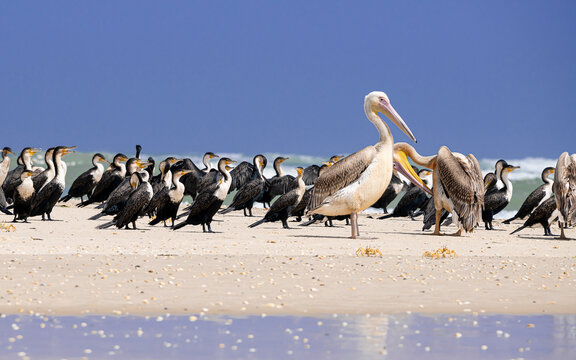 SENEGAL: Colonia de pel&iacute;canos " Pelecanus onocrotalus" y Cormoranes Grandes " Phalacrocorax carbo" en Lengua de la Barbarie , SENEGAL