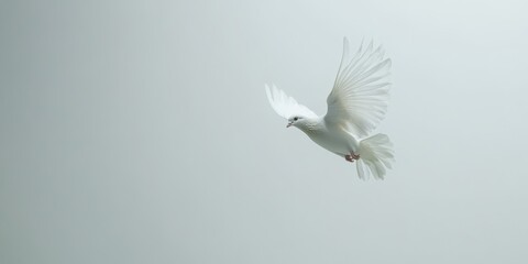Fototapeta premium A graceful white dove soaring through a minimalist soft gray background, symbolizing peace and freedom.