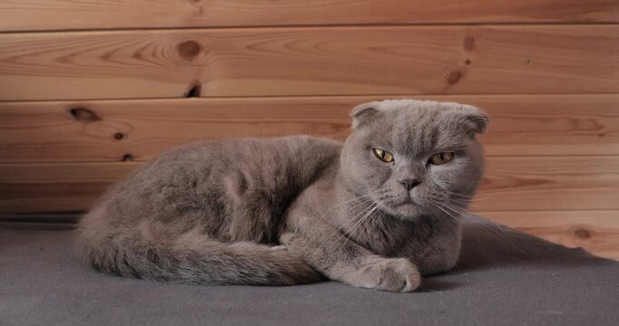 fluffy scottish fold gray cat lying down 
