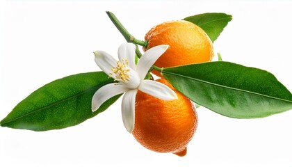 twig of neroli citrus with blossom and hanging fruits isolated on white white background cut o