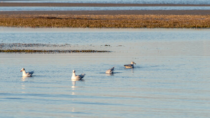 Flock of seagulls at sunset in the lagoon of Grado (Italy), perched on the calm and shallow waters, in a suggestive setting of warm colors and reflections.