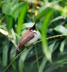 Red-whiskered bulbul, or crested bulbul, is a passerine bird native to Asia. It is a member of the bulbul family.