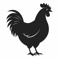 chicken, rooster isolated on white