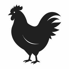 chicken, rooster isolated on white