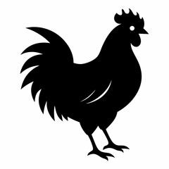 chicken, rooster isolated on white