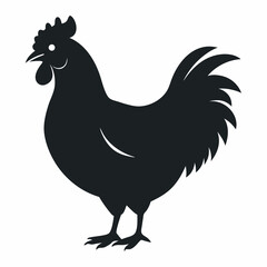 chicken, rooster isolated on white