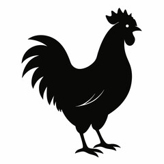 chicken, rooster isolated on white