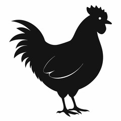 chicken, rooster isolated on white