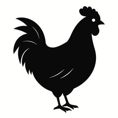 chicken, rooster isolated on white