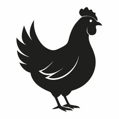 chicken, rooster isolated on white