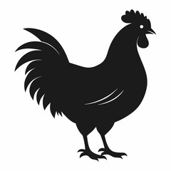 chicken, rooster isolated on white