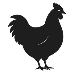 chicken, rooster isolated on white