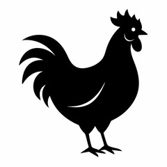 chicken, rooster isolated on white