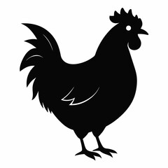 chicken, rooster isolated on white