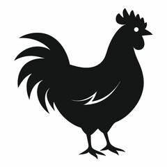 chicken, rooster isolated on white