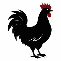 chicken, rooster isolated on white