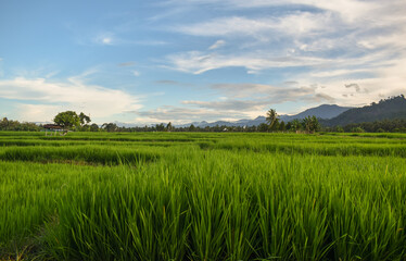 Photography of rice fields with still green rice plants in the countryside. Beautiful view of rice...