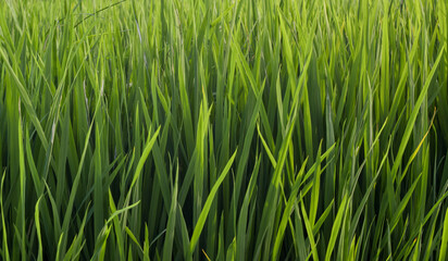 background pattern of green rice leaves in rice fields. Suitable for backgrounds, news, covers, posters, banners, headers, websites and drug promotions.
