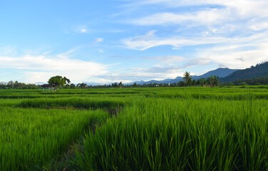 Fototapeta premium Photography of rice fields with still green rice plants in the countryside. Beautiful view of rice fields and green mountains and fluffy clouds in the blue sky in the afternoon.