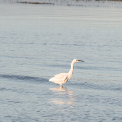Egretta Garzetta in the lagoon of Grado (Italy) while hunting small fish and aquatic insects with rapid movements of the bill in the calm waters.