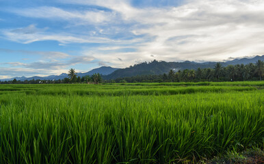 Obraz premium Photography of rice fields with still green rice plants in the countryside. Beautiful view of rice fields and green mountains and fluffy clouds in the blue sky in the afternoon.