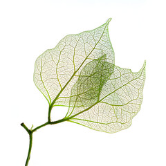Delicate Green Leaf on Pure White Background Highlighting Natural Beauty and Simple Elegance with Minimalist Aesthetic and Freshness in Design