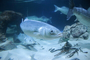 Fisch