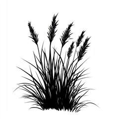 Fototapeta premium Silhouetted Ornamental Grass Blades Against White Background