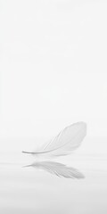 A delicate white feather rests on a reflective surface, creating a serene and minimalist composition with soft shadows.