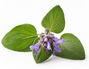 inflorescences clary sage lat salvia sclarea isolated on white background