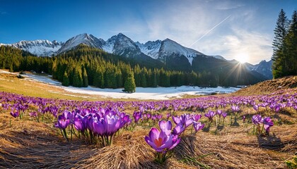 dolina chocholowska with blossoming purple crocuses or saffron flowers tatra mountains poland