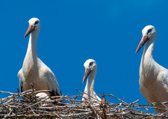 Stork chicks are waiting for adult birds to return to the nest.