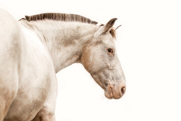 Obraz premium A handicapped appaloosa horse mare isolated on white background