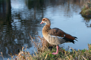 An adult female Nile or Egyptian goose (Alopochen aegyptiaca) stands near a pond on a sunny morning