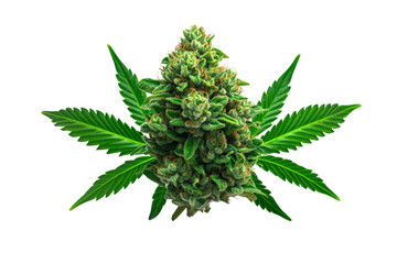 A vibrant cannabis bud surrounded by lush green leaves, showcasing its unique texture and rich coloration.