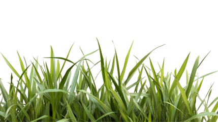 green grass isolated on white