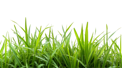 green grass isolated on white