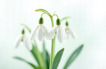 object snowdrop flowers isolated on white background. mockup for spring women's day