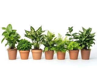Fototapeta premium A Row of Beautifully Potted Indoor Plants in Glossy Black Pots on a White Background, Perfect for Modern Home and Office Decor Ideas