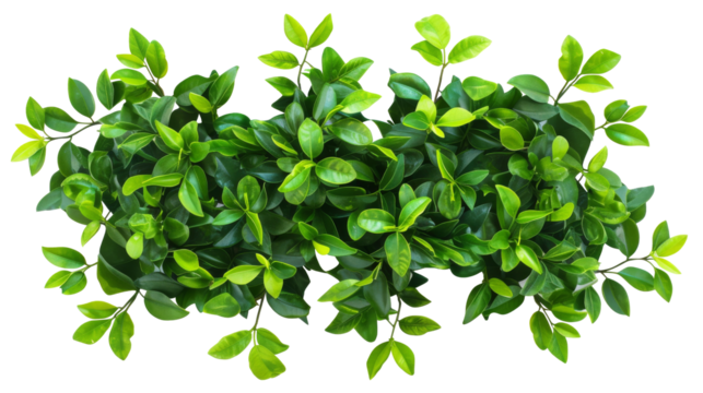 green leaves of Curcuma Siam tulip the ornamental ginger plant in the family of ginger and turmeric isolated on white background, isolated, png, transparent, clipart, transparent background, cutout - Powered by Adobe