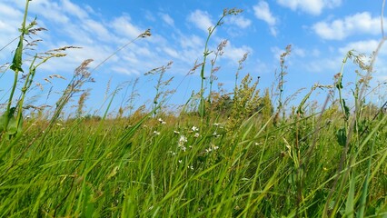 An agricultural haymaking meadow has wild sorrel and camomiles among the tall grass. A forest grows behind the meadow. Sunny summer weather, wind and blue sky with clouds