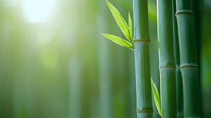 Close up of Bamboo Shoots in Lush Green Natural Setting