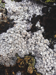lichen on stone