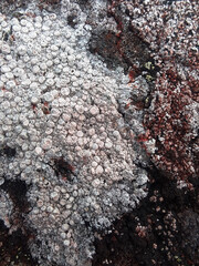 lichen on rock