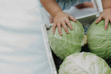 Baby's Tiny Hands Touching Fresh Green Cabbage in White Vintage Crate, Montessori Learning, Natural...