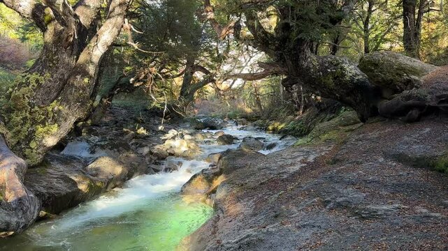 Turquoise mountain river in a picturesque forest. Hiking to Refugio Jakob in Nahuel Huapi National Park near San Carlos de Bariloche, Patagonia, Rio Negro Province, Argentina