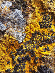 lichen on the rock