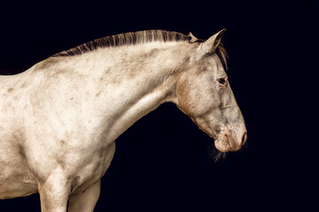 An appaloosa horse mare in front of black studio background. Black shot portrait of a horse