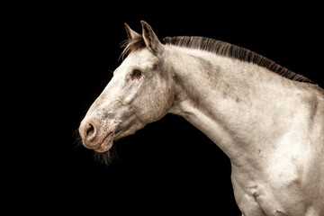 Obraz premium An appaloosa horse mare in front of black studio background. Black shot portrait of a horse